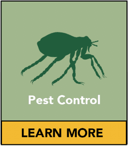 Natural alternative flea controlling methods indoors