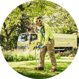 Benefits of Hiring Tree Services